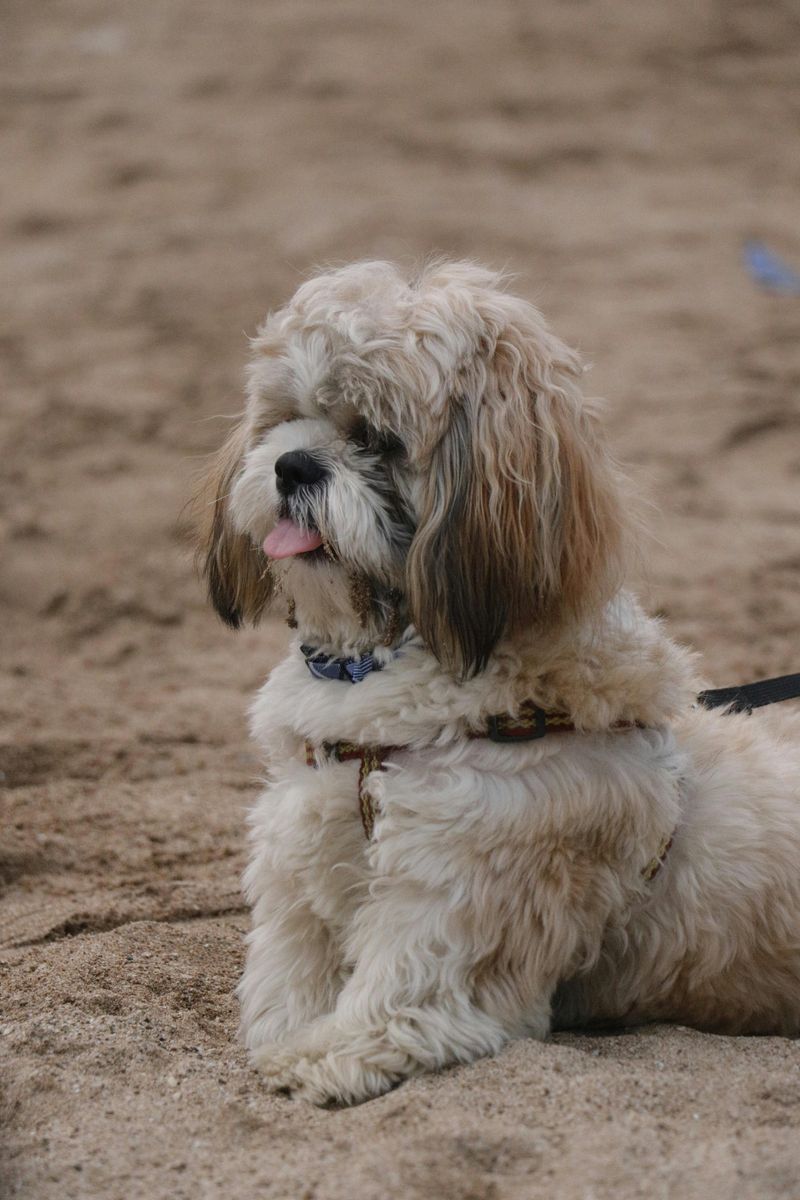 Some dog breeds never lose their appeal - These 13 prove it 11 Shih Tzu