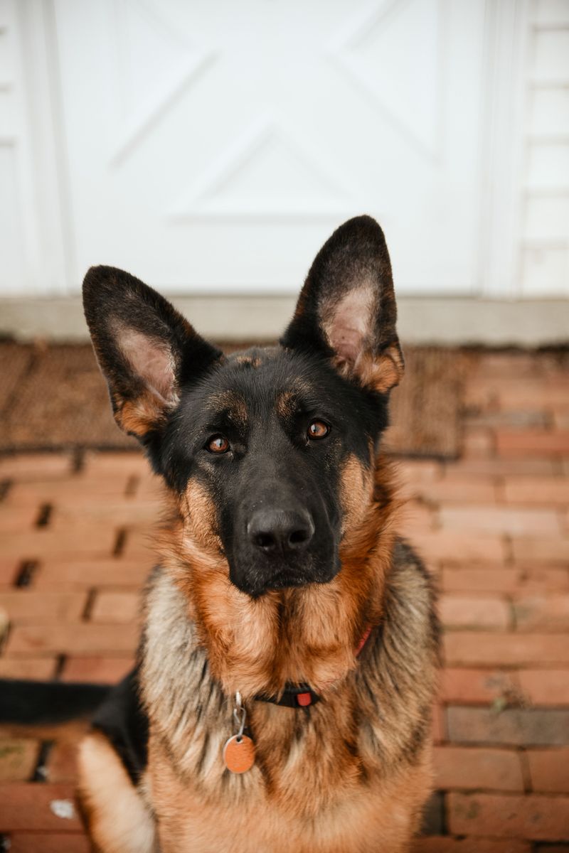 A dog that reacts to everything isn't necessarily the dog you want protecting your home 3 German Shepherd