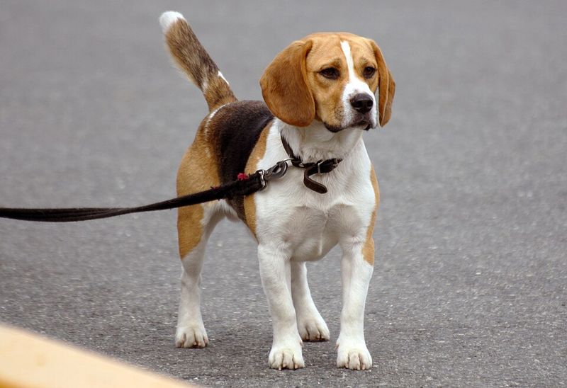 These self-directed breeds can appear stubborn when inconsistent training makes commands optional 5 Beagle