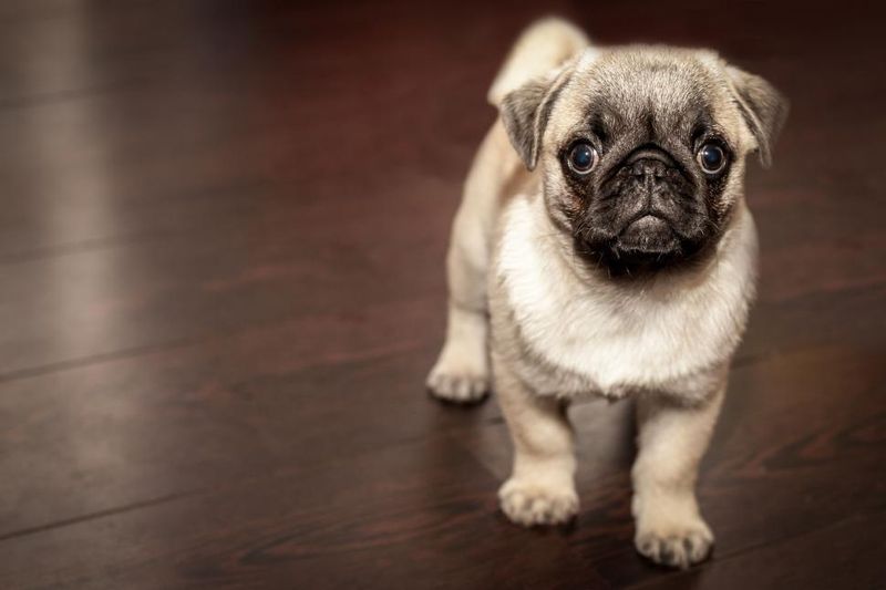 24 Tiny Dog Breeds Weighing Under 5 Pounds – Small in Size, Big in Personality 21 Teacup Pug