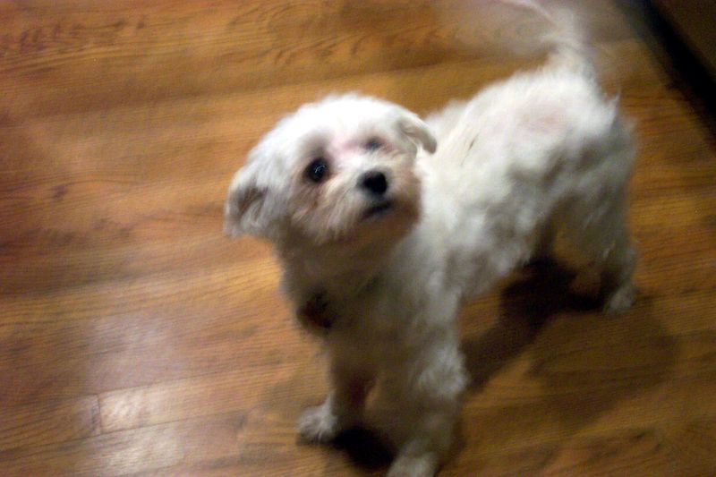 12 companion dog breeds known for deep devotion later in life 4 Maltese