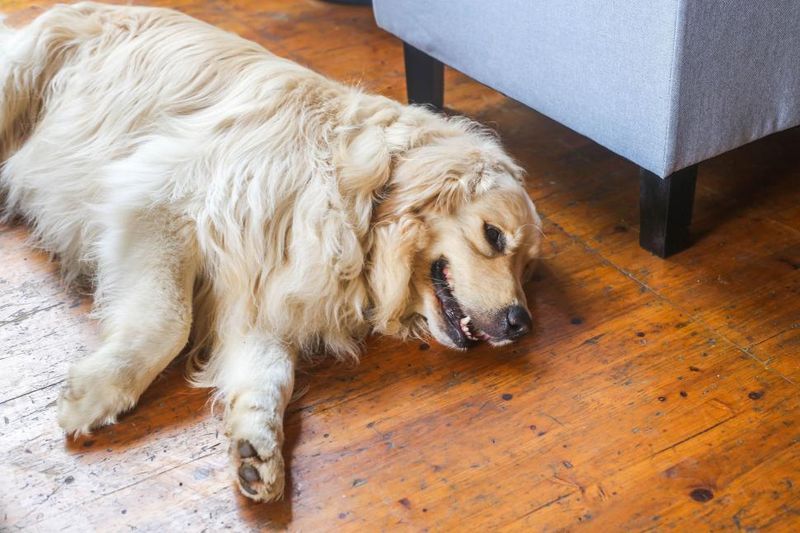 13 dogs that never outgrow their playful side - and 3 that'd rather watch from the couch 3 Golden Retriever