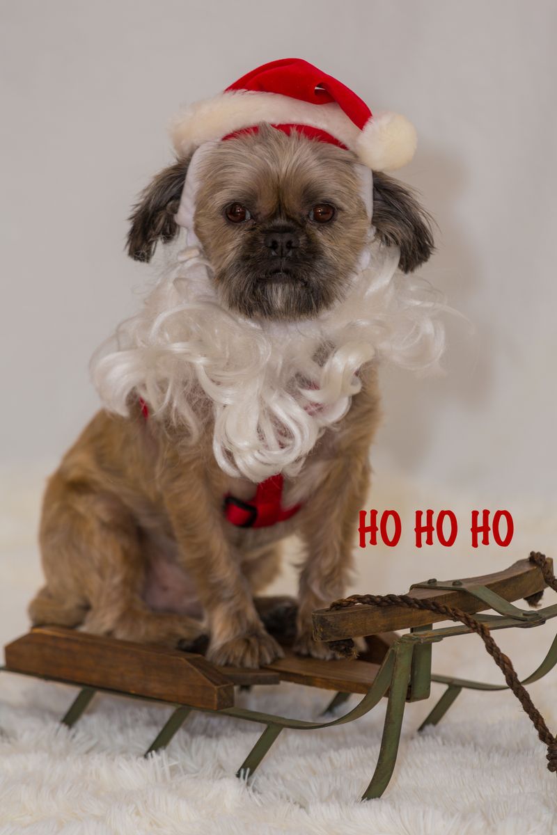 14 Dog Breeds So Naturally Goofy They’ll Have You Laughing Constantly 10 Shih Tzu