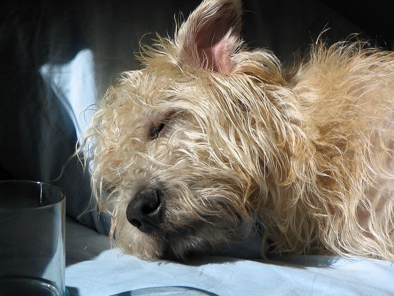 Glen of Imaal Terrier