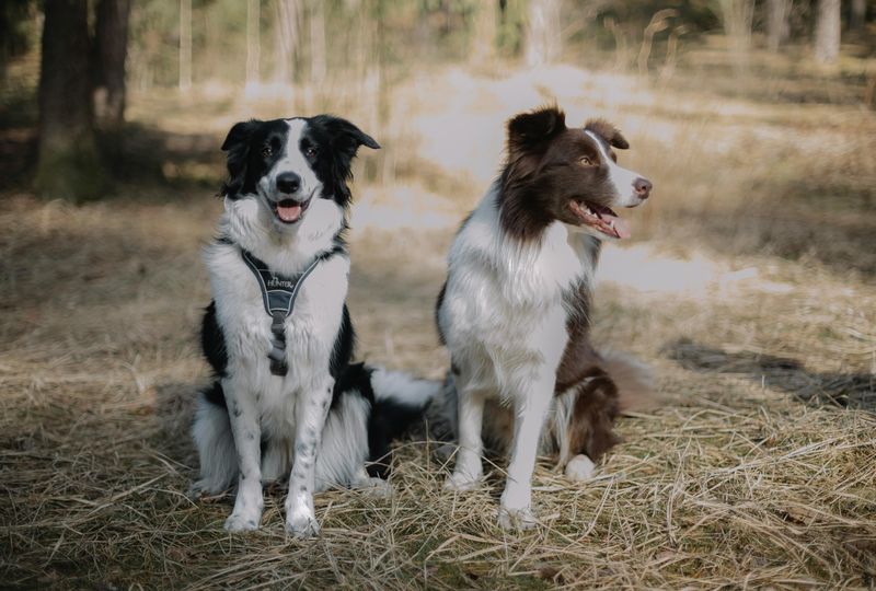 13 Dog Breeds That Handle Schedule Changes Poorly And How To Prepare Them 2 Border Collie