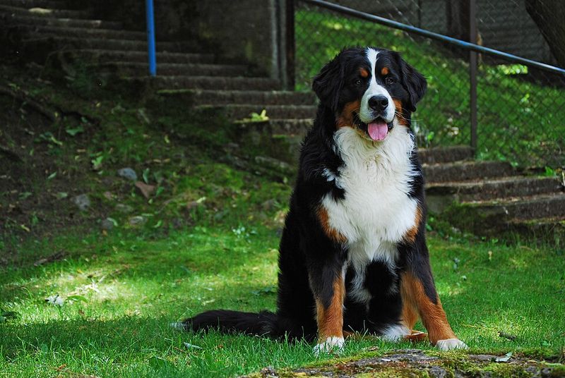 Bernese Mountain Dog