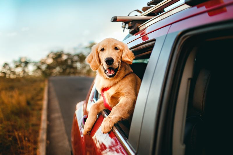 Golden Retriever