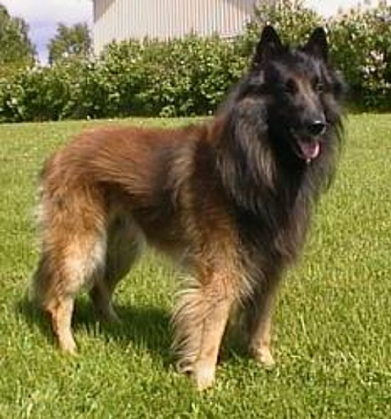 Keeping these dog breeds fulfilled means challenging both their muscles and their minds 9 Belgian Tervuren