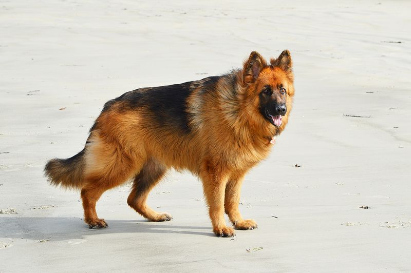 German Shepherd