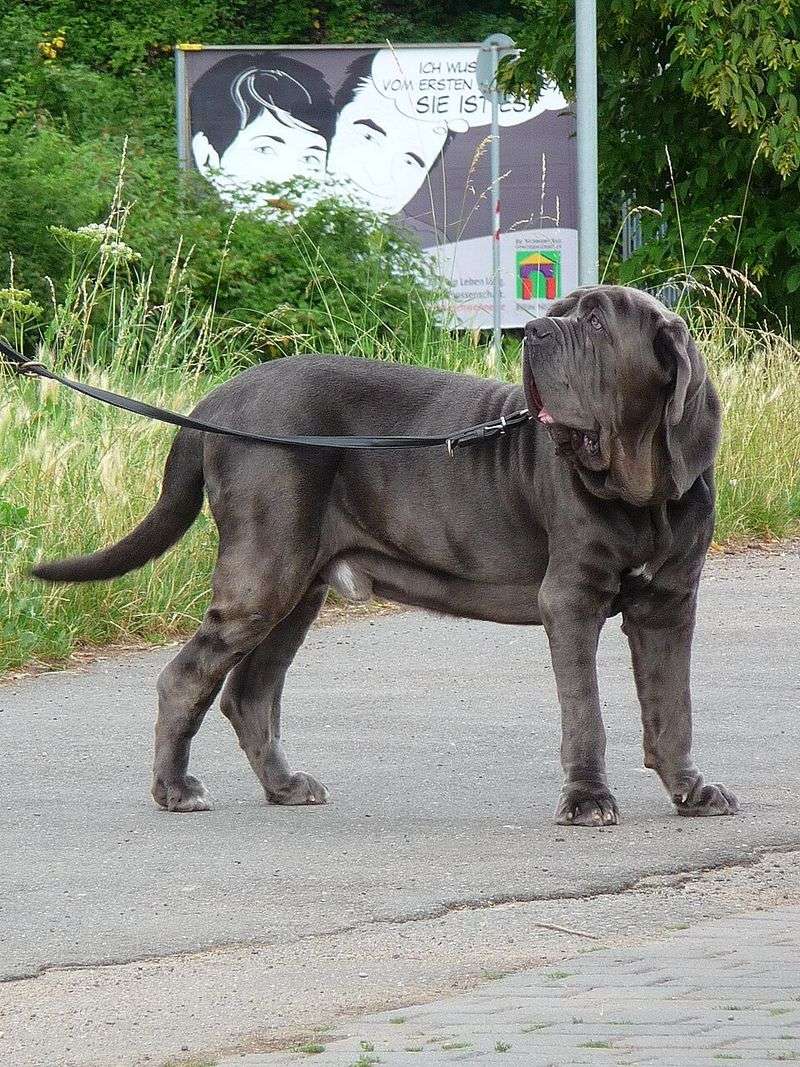 Neapolitan Mastiff