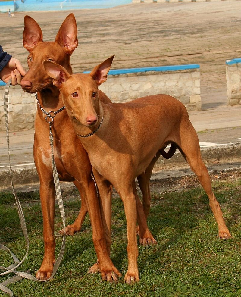 Pharaoh Hound