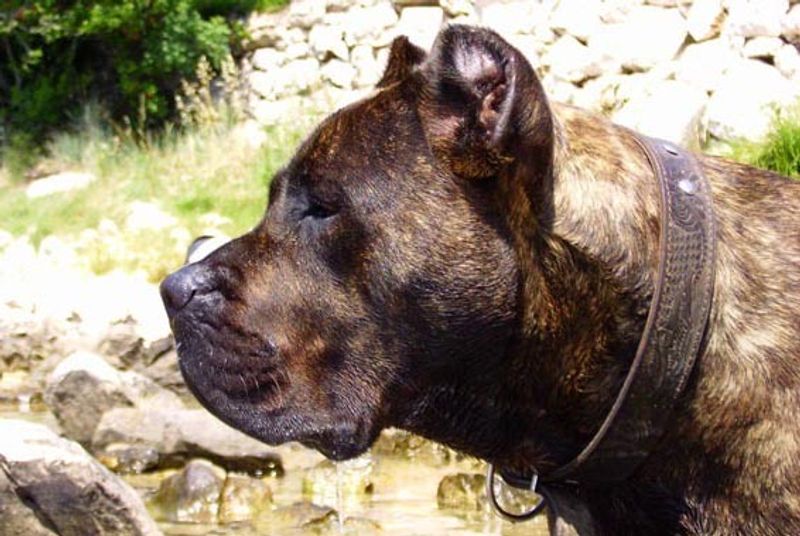 Presa Canario