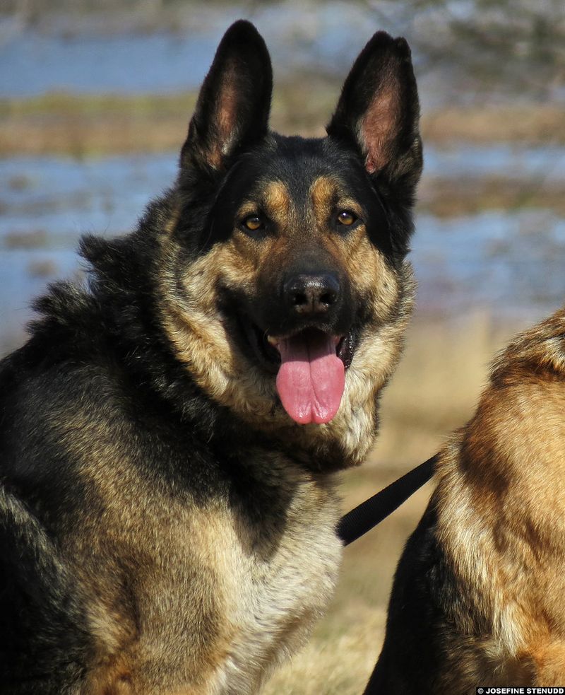 14 Dog Breeds Remarkably Known for Their Human-Like Behaviors 6 German Shepherd