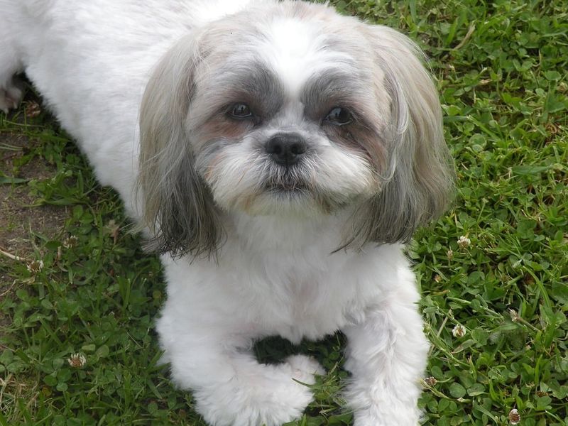 Shih Tzu
