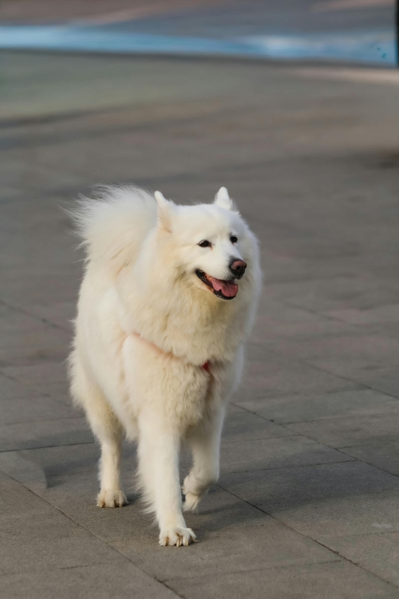 Dog DNA Is Still Evolving — 11 Breed Influences You Didn’t Know Could Be Genetic 2 Coat Length