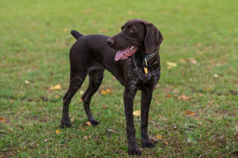 German Shorthaired Pointer