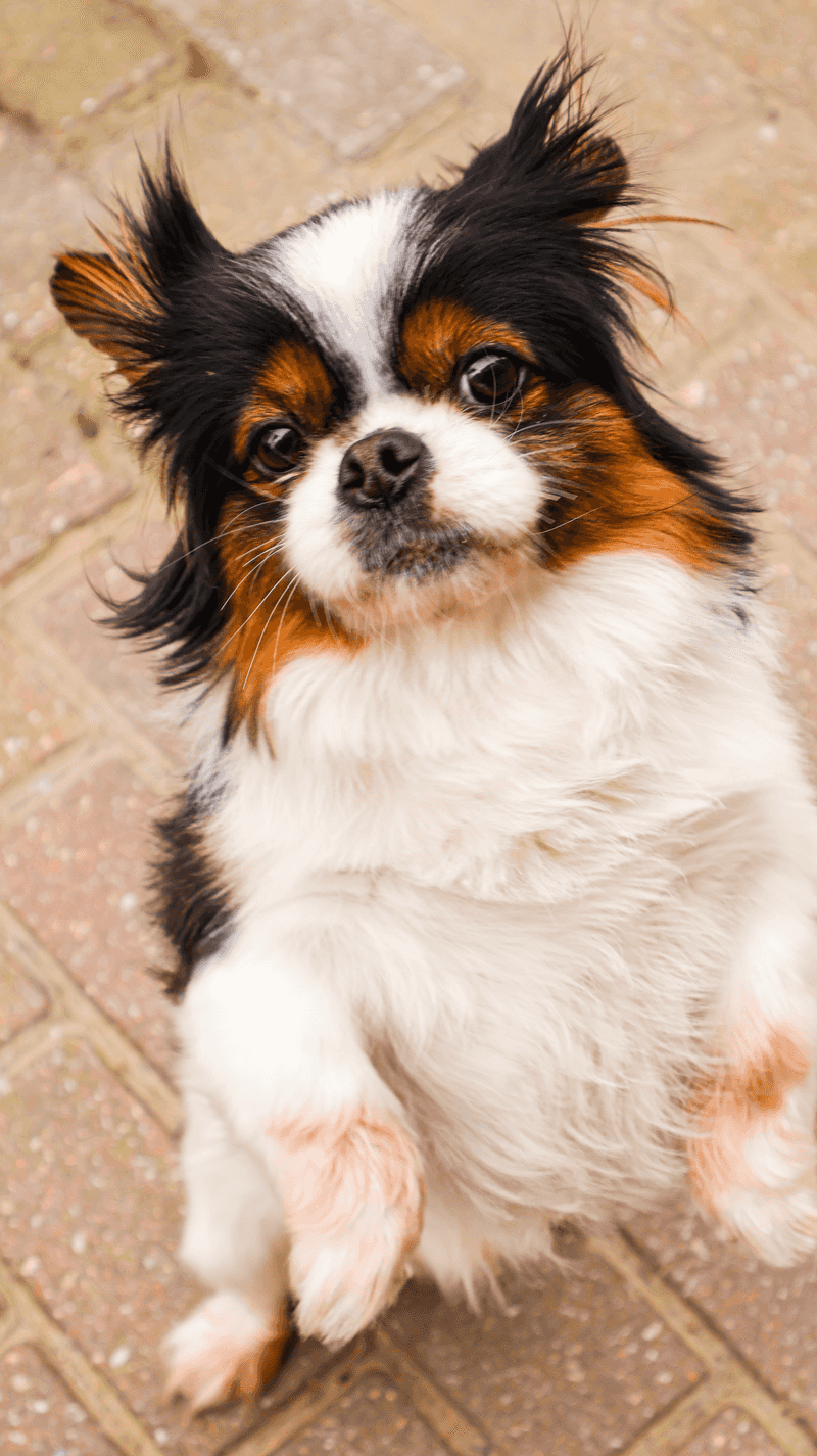 The wrong dog can make retirement harder - These breeds may fit a slower lifestyle better 11 Japanese Chin