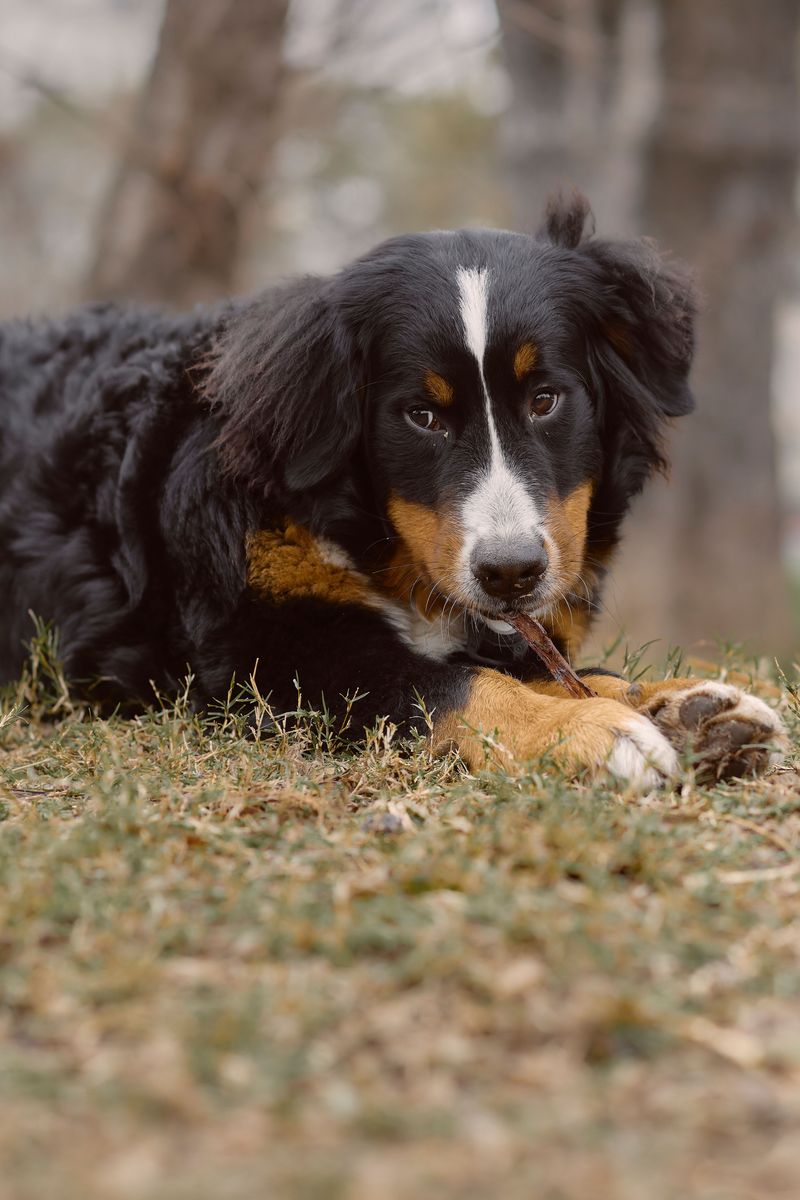 12 fluffy dog breeds that can make your favorite blanket seem a little less necessary 7 Bernese Mountain Dog