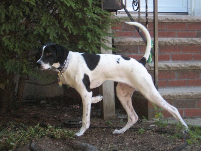English Pointer