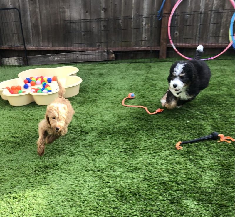 Socialization Opportunities