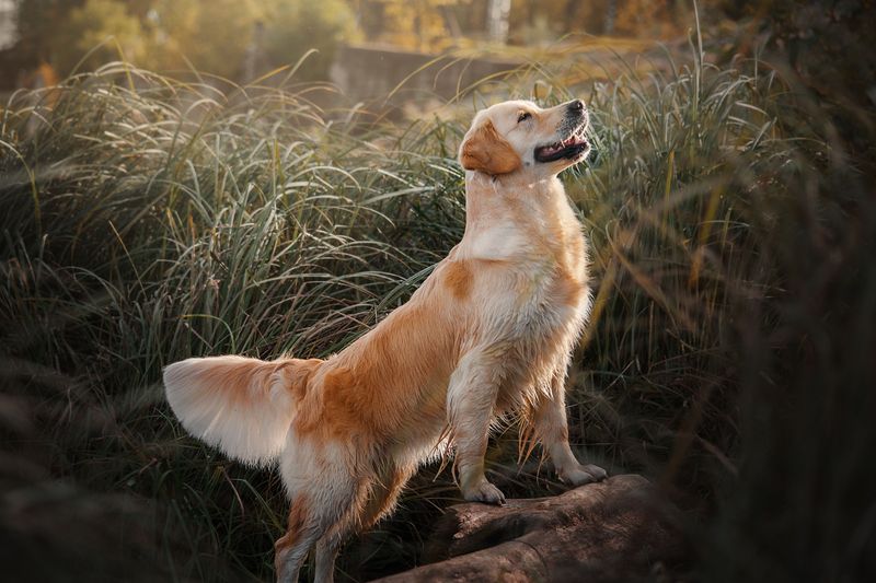 Moving, new family members, or a new routine? These 11 dog breeds often adapt with ease 3 Golden Retriever