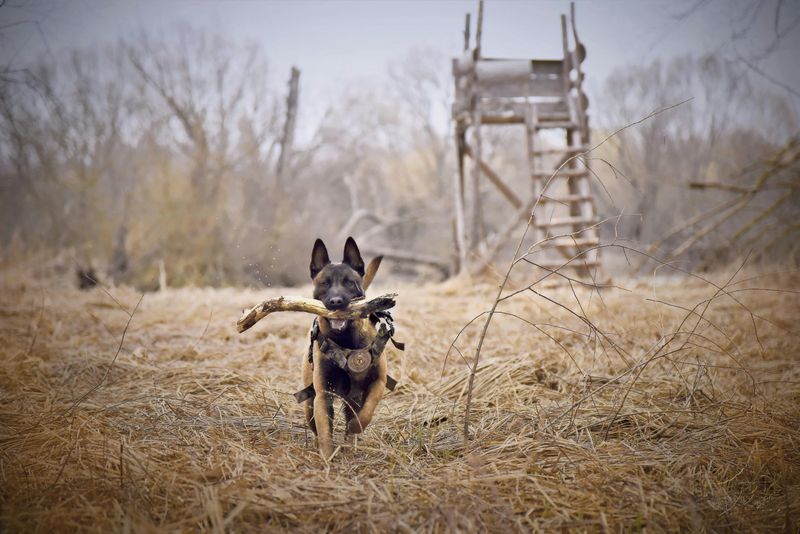 Belgian Malinois