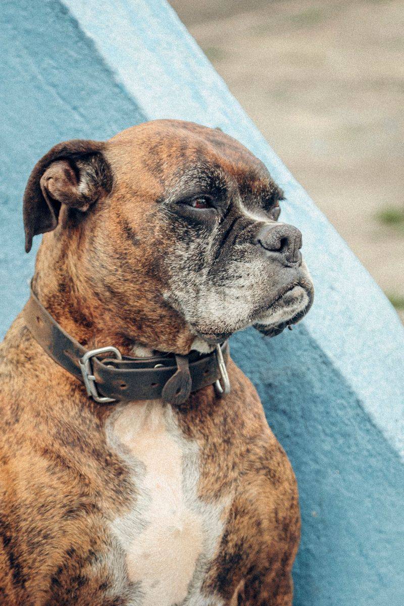 Boxer: The Bouncy Welcome Committee