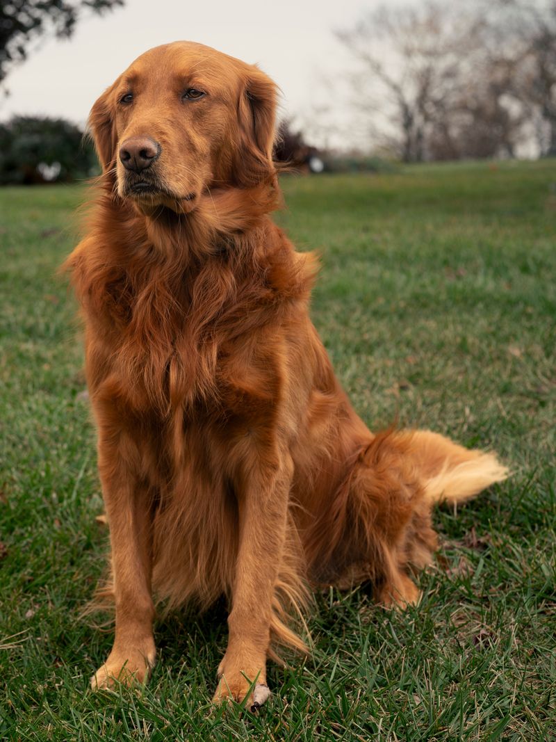 Think every family dog bonds the same way? These breeds can make the relationship feel much deeper 2 Golden Retriever