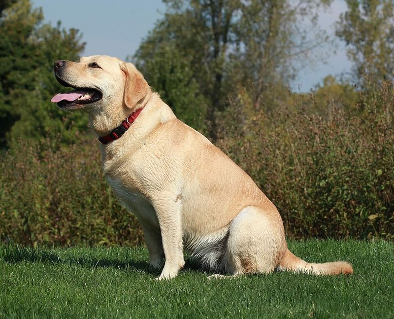 Labrador Retriever – Still America’s Favorite Decades Later