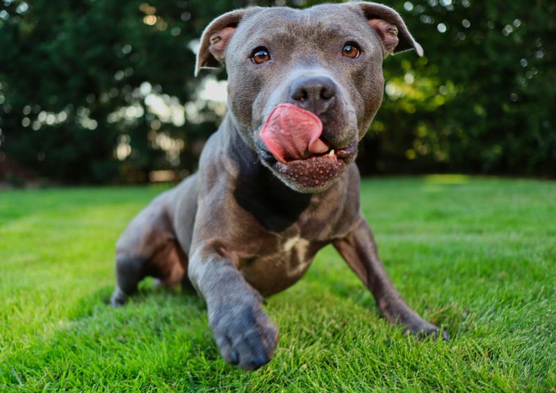 23 Dog Breeds That Need Early Socialization to Live Peacefully with Other Pets 8 American Pit Bull Terrier