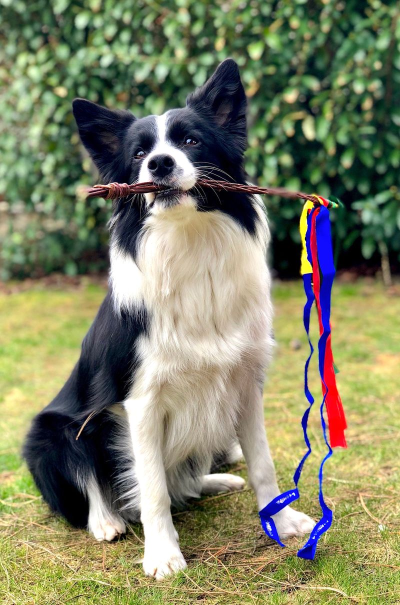 A clear routine often unlocks the very best these dog breeds have to offer 9 Border Collie