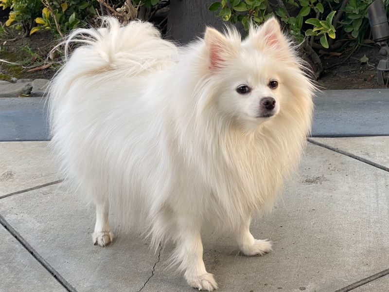 26 Dog Breeds Famous for Their Pure White Coats 11 Pomeranian