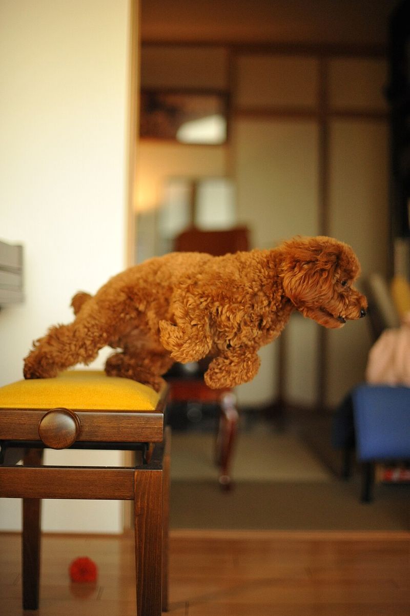 People rarely expect this personality trait from these 15 dog breeds 3 Toy Poodle