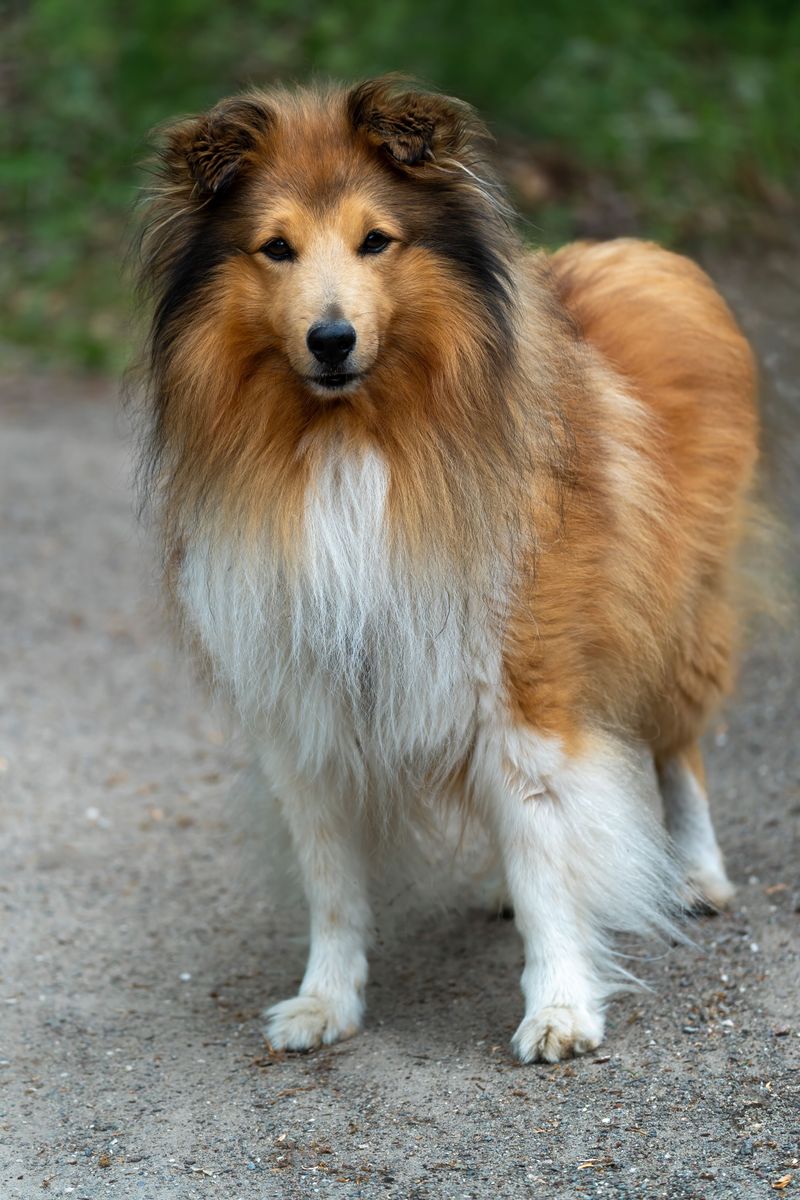 Rough Collie