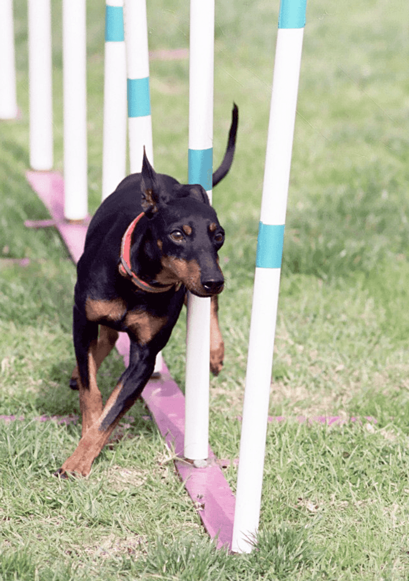 25 Small Dog Breeds That Combine Courage with Endless Energy 11 Toy Manchester Terrier