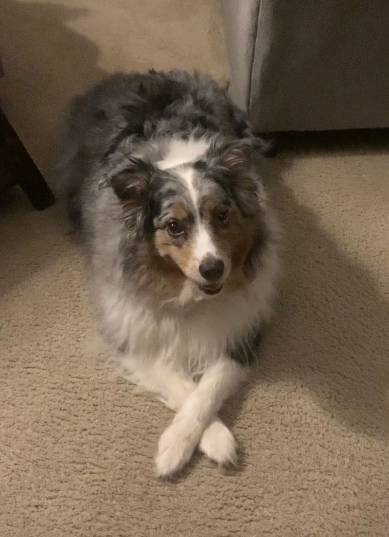 Australian Shepherd