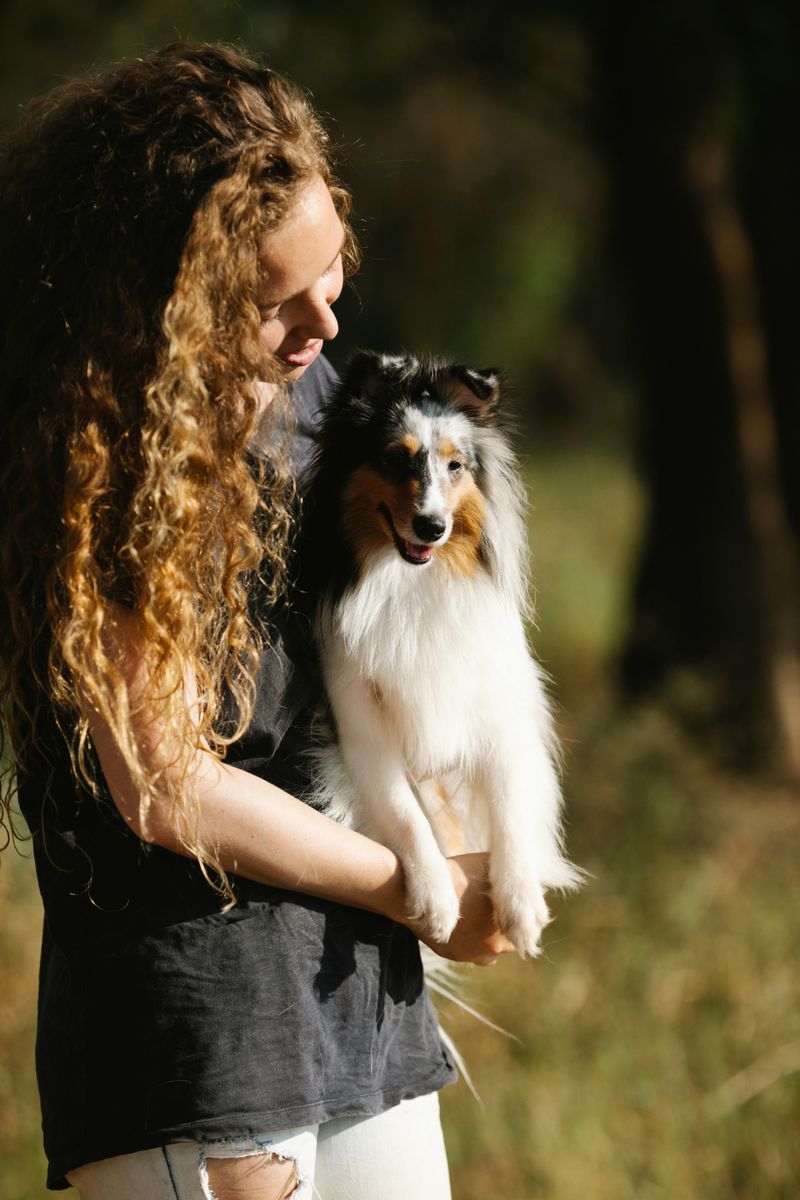 Shetland Sheepdog