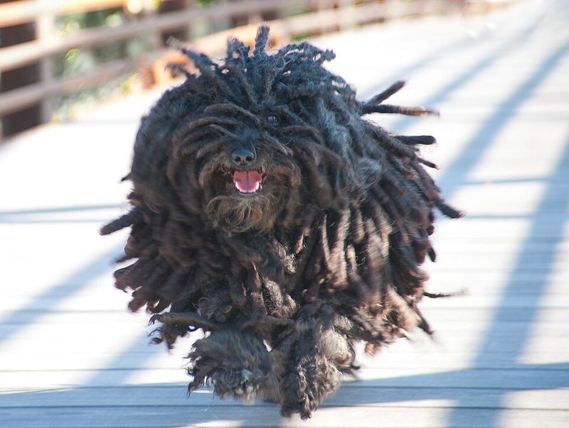 Bergamasco Sheepdog