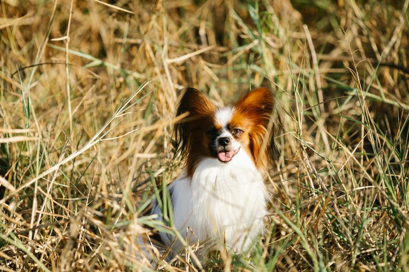 20 dog breeds that feel safe only when they can follow you everywhere 19 Papillon