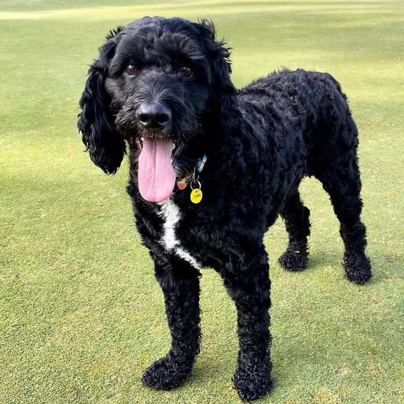 25 Popular Doodle Dog Breeds Gaining Attention in 2025 20 Springerdoodle