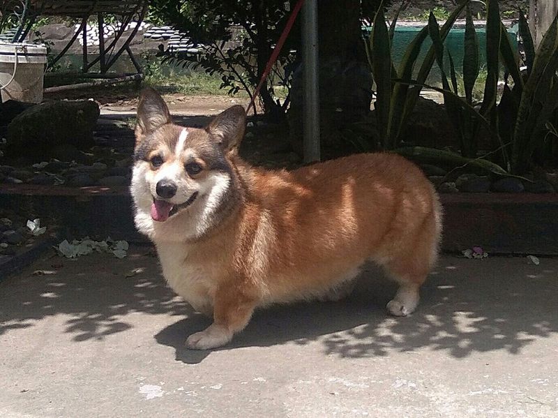 Corgi (Pembroke)