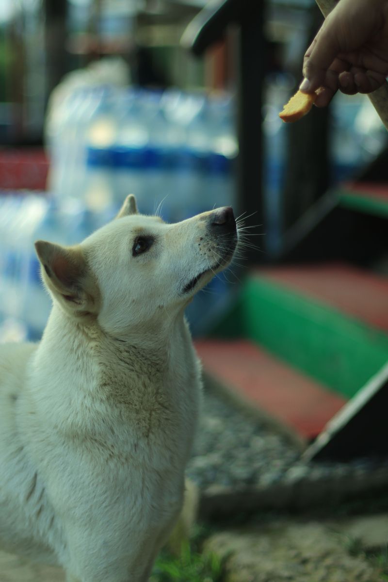 These 12 common owner mistakes confuse dogs far more than people realize 4 Punishing after the fact