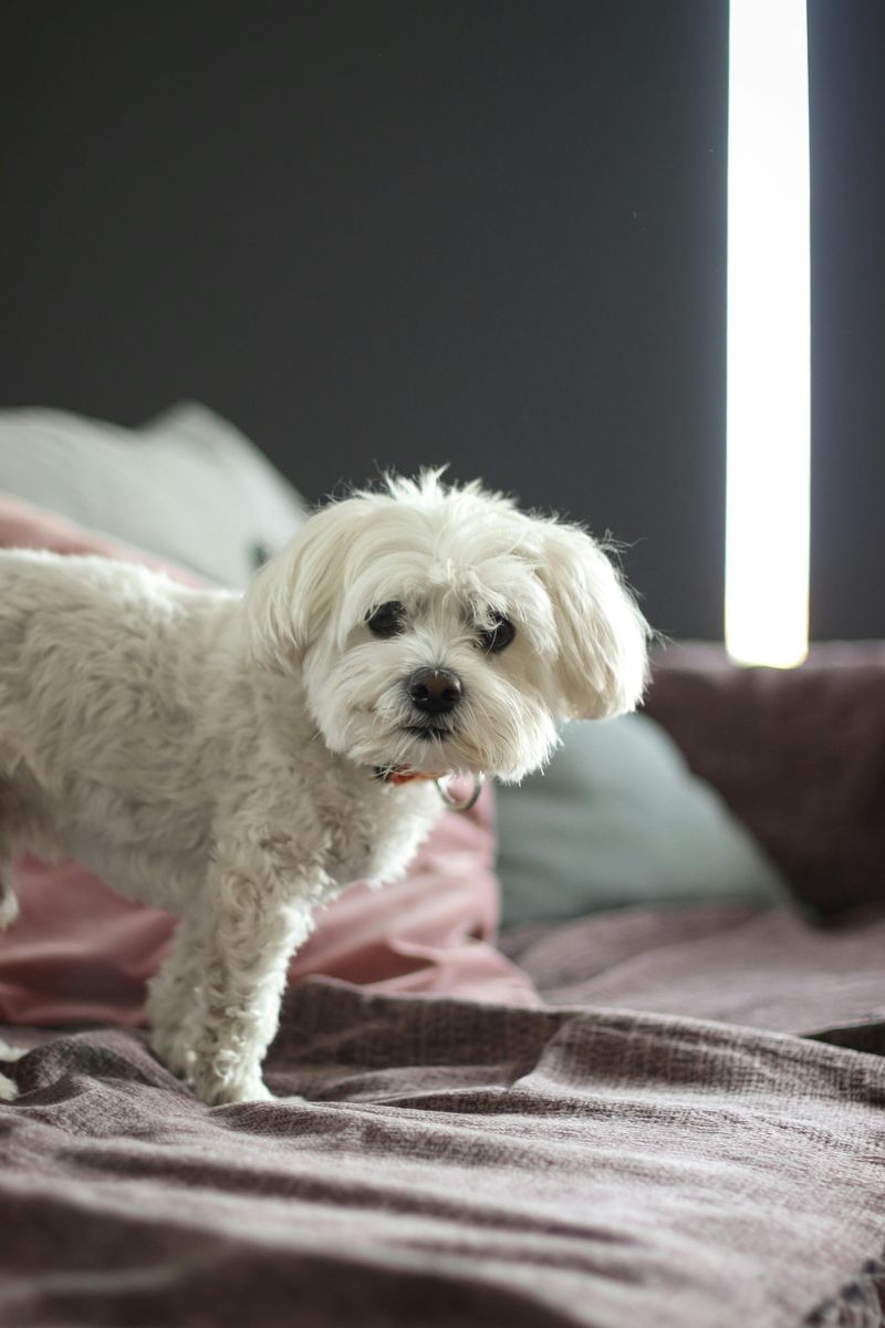 28 Friendly Dog Breeds That Thrive on Human Connection 5 Bichon Frise