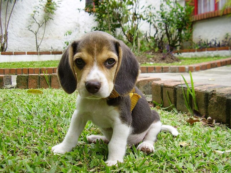 8 Exceptionally Well-Behaved Dog Breeds (And 8 That Are Far More Challenging) 13 Beagle