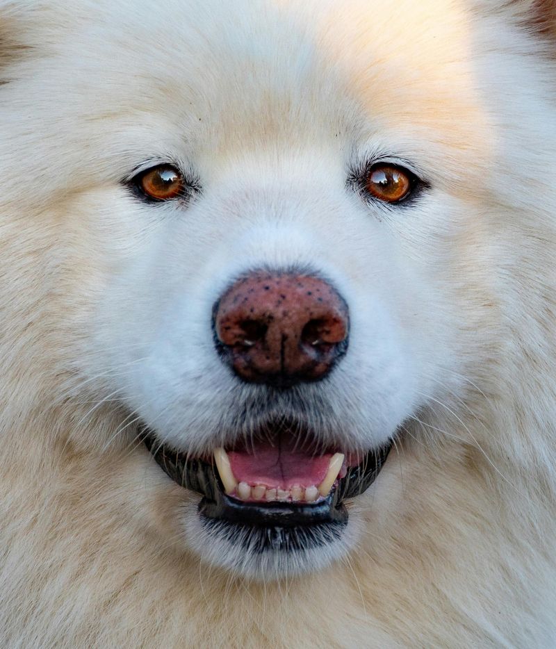 Samoyed