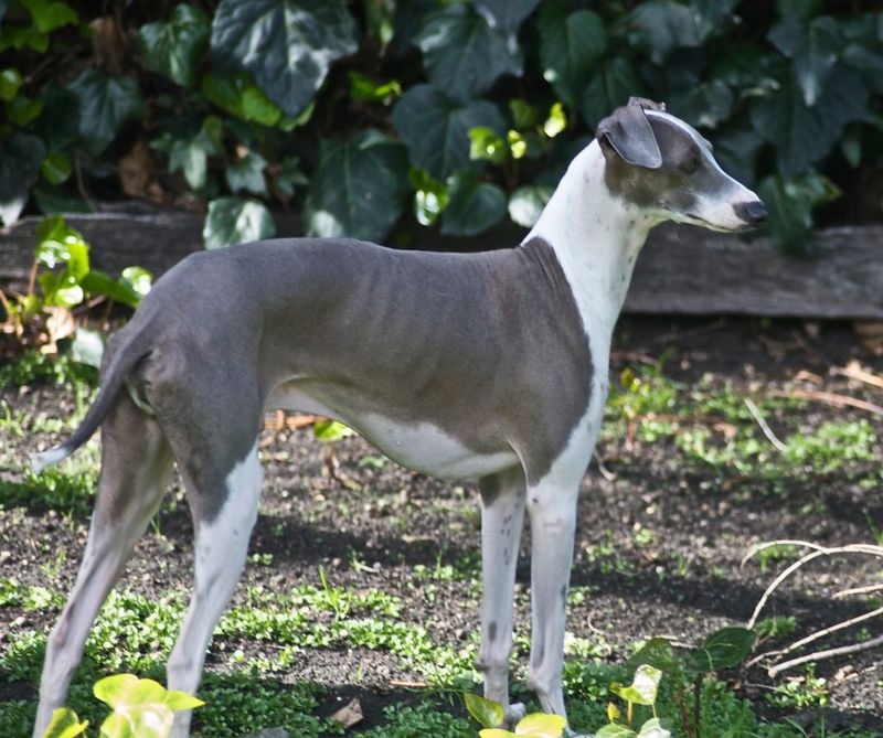 26 Dog Breeds Well-Suited for Seniors and Retirees 21 Italian Greyhound