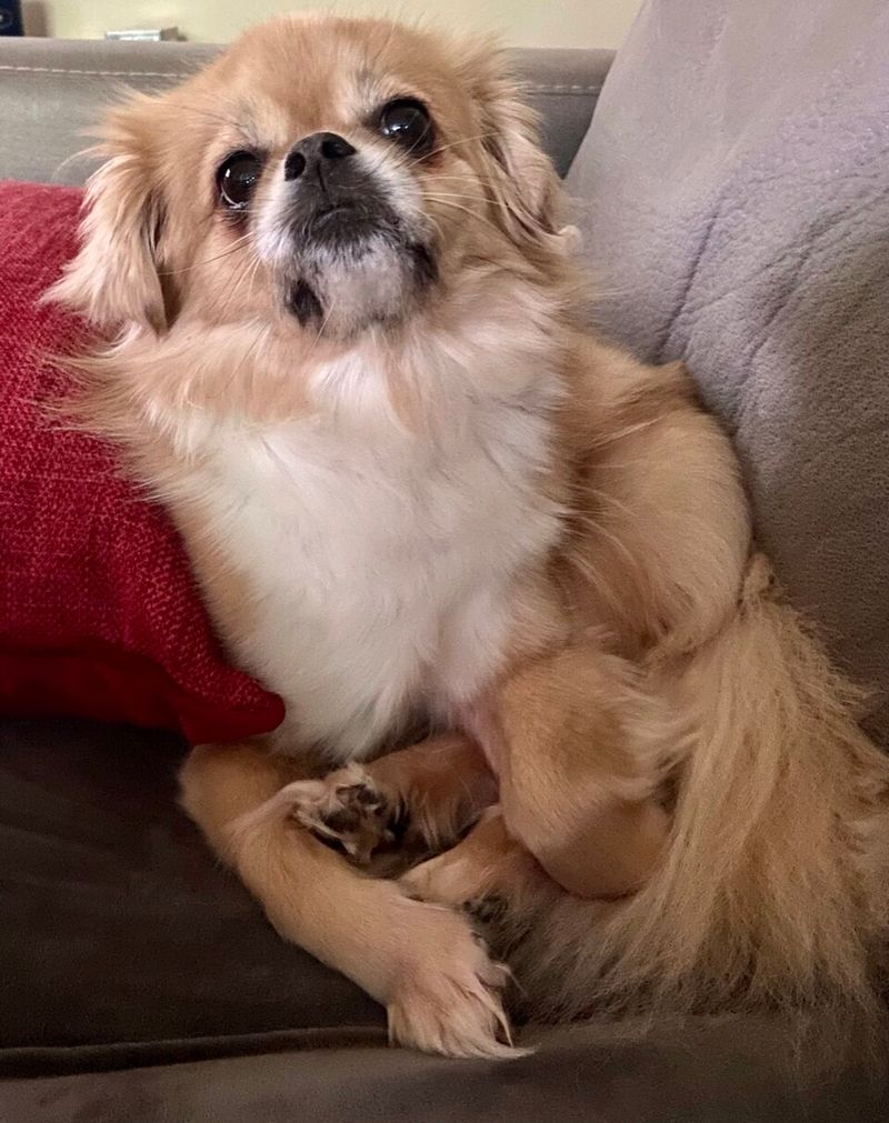 12 Dog Breeds That Can Be Sensitive to Handling - Why Some Hate Hugs and Face Touching 13 Tibetan Spaniel