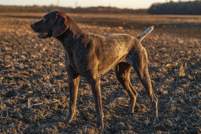 13 escape-artist dog breeds that constantly keep owners on alert 8 German Shorthaired Pointer
