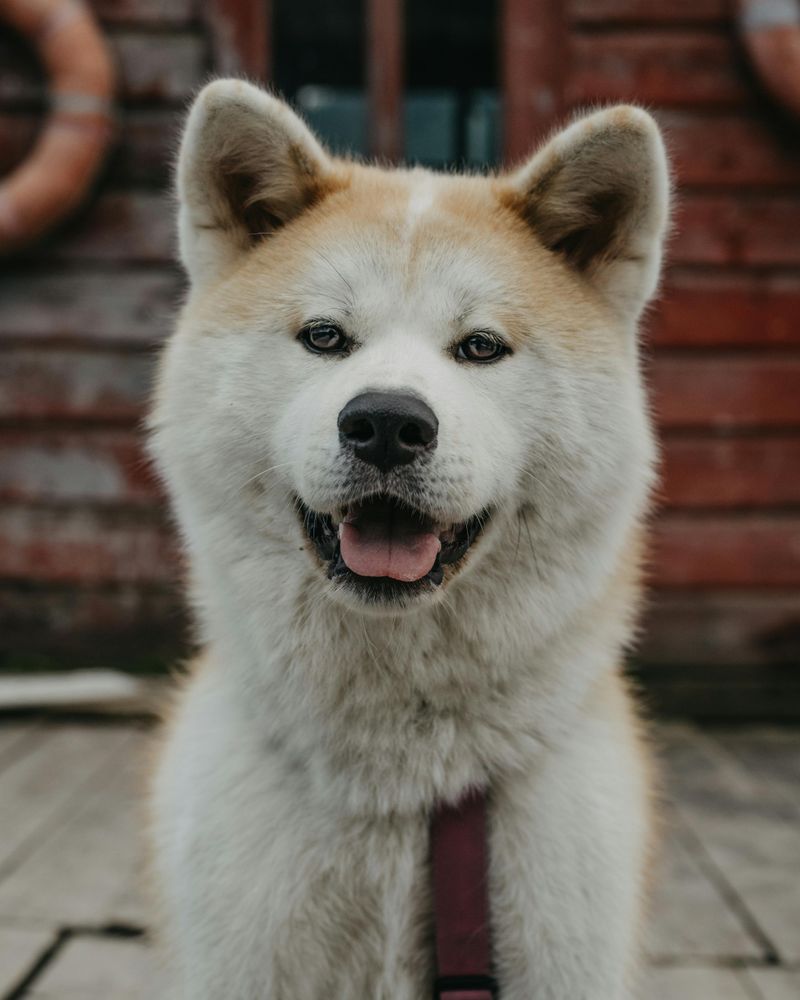 Akita