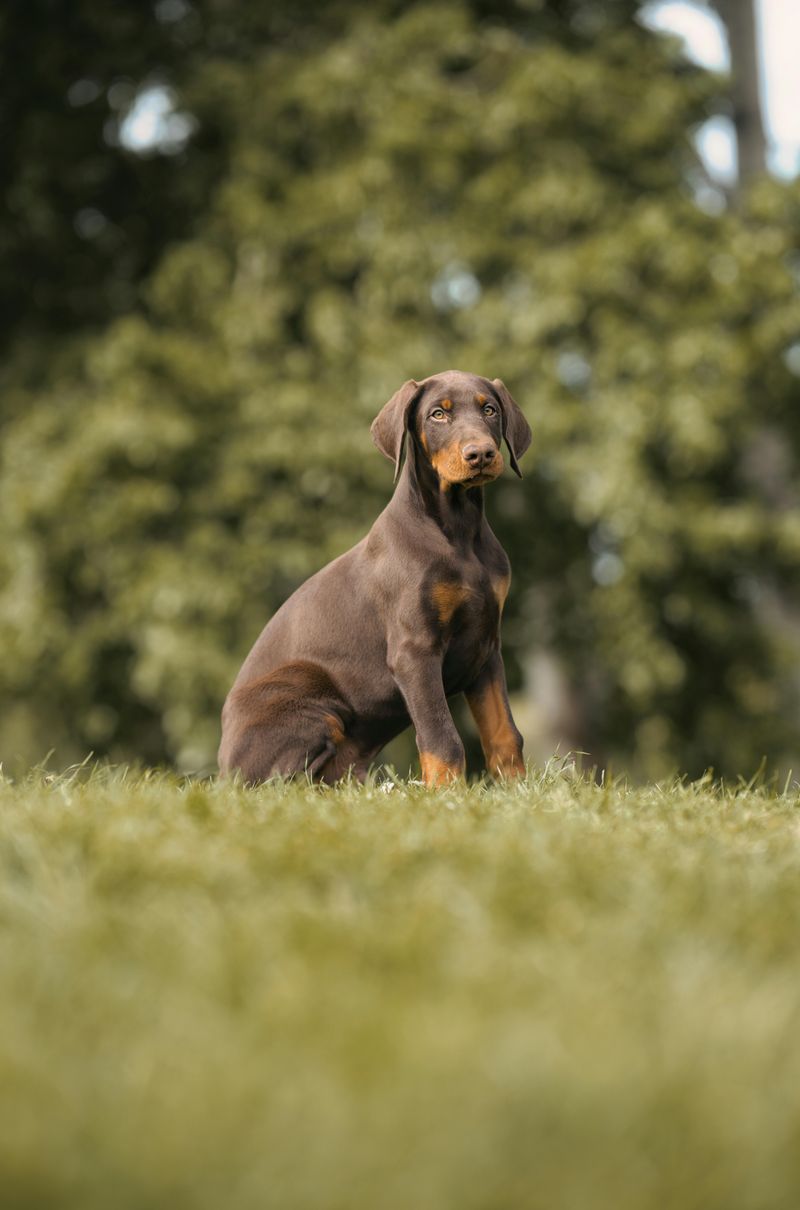 Doberman Pinscher